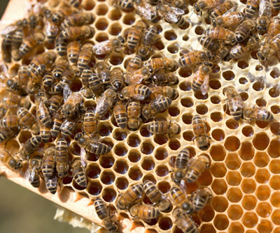 유럽의 꿀벌에게서 최대 57개의 서로 다른 살충제가 확인되다.