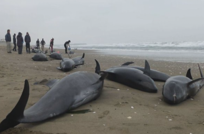 후쿠시마 근방 해변에 죽은 돌고래들의 폐가 하얗게 변한 것이 확인되다.