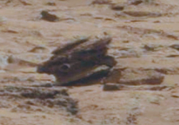 최근 NASA의 화성 사진에서 발견된 이상한 물체들