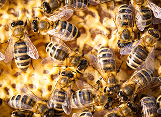 벌이 죽는 원인이 살충제에 있다는 연구가 발표되다
