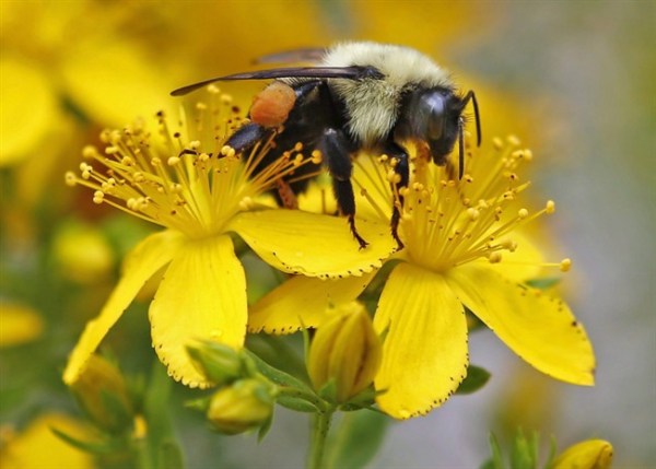 벌들의 살충제 노출이 꽃 선택과 행동에 영향을 미친다.