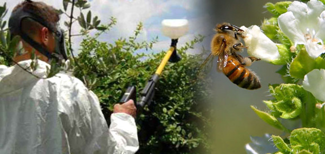 전 세계에서 벌들이 죽는 현상의 원인이 밝혀지고 있다.