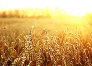 흑해 곡물 수출 거래 만료로 상승하는 국제 곡물가와 러시아를 비난하는 미국
