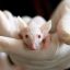 낙태된 아기의 신체 부위를 이용한 쥐 실험이 진행되고 있다