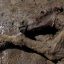 러시아 영구 동토층에서 발견된 4만 2천 년 전에 죽은 망아지에서 액체 상태의 혈액이 채취되다