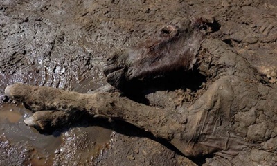 러시아 영구 동토층에서 발견된 4만 2천 년 전에 죽은 망아지에서 액체 상태의 혈액이 채취되다