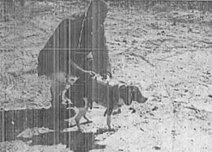 개를 원격 조종하는 마인드 컨트롤 실험을 실시한 CIA