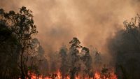 캐나다 앨버타주 산림장관, ‘올해 산불의 원인은 사람’