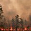 미국 뉴멕시코주 거대 산불의 원인은 미 연방 산림청