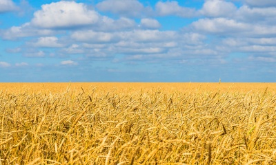 코로나에 이은 우크라이나 전쟁으로 계속 오르는 세계 곡물 가격