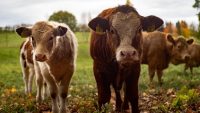 소의 트림을 막는 호주 스타트업에 투자한 빌 게이츠와 소의 트림에 과세하는 뉴질랜드