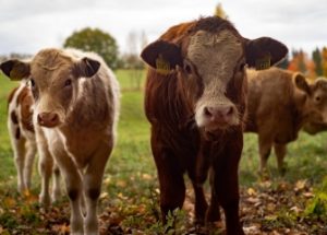 가축의 트림을 과세하는 뉴질랜드와 식용 곤충을 승인한 유럽연합