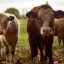 코로나, 우크라이나 전쟁으로 쇠퇴하는 육류 산업과 떠오르는 유전자 변형 쇠고기