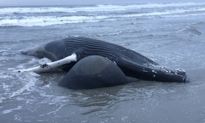 풍력 발전소 설치 후 혹등고래의 좌초가 증가한 미국 뉴저지