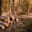 기후변화와 싸우기 위해 나무를 베고 파묻는 계획을 후원하는 빌 게이츠