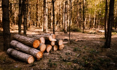 기후변화와 싸우기 위해 나무를 베고 파묻는 계획을 후원하는 빌 게이츠