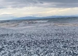 일본 북부 해안에 떠밀려 올라온 수천 톤의 죽은 물고기