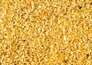 유전자 변형 쌀 생산의 중단을 명령한 필리핀 법원